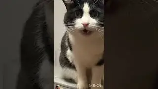Came Home Late Again&hellip; and My Cow Cat Filed a Formal Complaint 😾 #cat #pigfeed #funnycat #catvideos