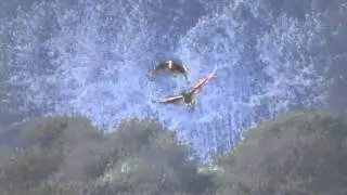 Bittern courtship flight at RSPB Minsmere