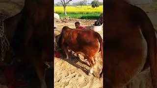 Minicow #punganurcow ।Cow calf delivery Nano cow । Punganur Cow World's Smallest cow price india
