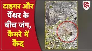 Rajasthan में Tiger और Panther के बीच जंग, Ranthambore National Park में हुई लड़ाई, Video Viral
