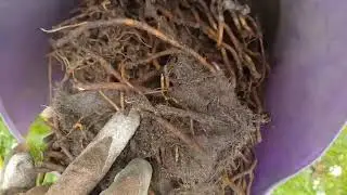 Confessions Of A Serial Plant Killer