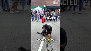 Training with a Distracted Rottweiler #dogs