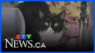 Furry Friends Adoption Week kicks off in Barrie