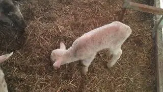 😂😂agnello pecora lamb sheep cat dog pollo cane gatto videos uteka