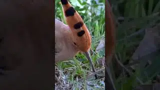 Eurasian Hoopoe Sounds ❤️ (7)