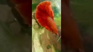 fighter fishes #female and male# solid red #babies #fish tank# shorts# videos##