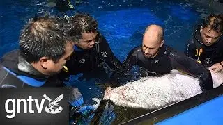 Assisted breeding programme for endangered sand tiger sharks launched in Dubai