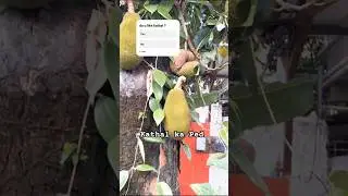 kathal ka Ped | jackfruit tree | jackfruit plantation | kathal recipe #shortsviral #viralfood