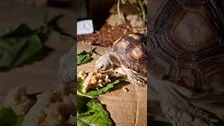 Baby tortoise eating🐢 #asmr #asmrvideo #asmrsounds #asmreating #asmrfood #asmreating #asmranimals