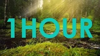 1 Hour l Forest & Birds l Natural Sound l 3600seconds
