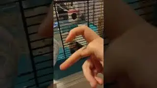 &bull;Hamster Vibes&bull;