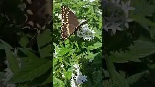 Butterfly flapping wings in slow motion