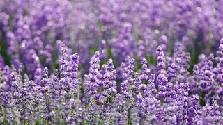 Cultivating Serenity: A Guide to Growing Lavender from Seeds