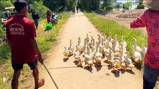 The ducks moved onto the boat with great difficulty | farm duck | camping duck