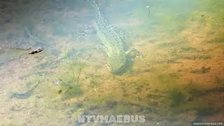 #ichthyosaura #alpestris♀️#tritons #alpestre #alpine #newts #shorts🐟+🦎=🐉🏔️🦕🦖🌋#respect #ntvmaebus