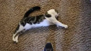 Shakey the CH Cat