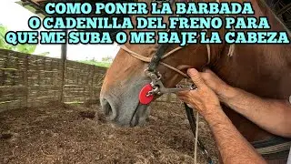 COMO PONER LA BARBADA O CADENILLA DEL FRENO PARA QUE ME SUBA O ME BAJE LA CABEZA