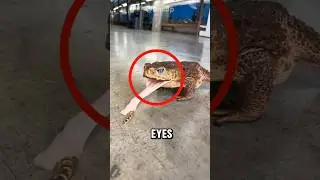Why Do Frogs Close Their Eyes While Eating?! 🐸