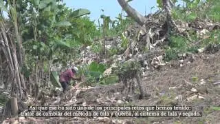 Intersiembra y Agroforester&iacute;a al sur de Belice
