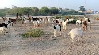 Beautiful goats of tharparkar going for eating fresh fruit in desert in morning 