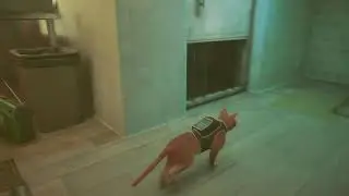 Stray. Going To Find MoMo