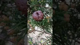 what are these? on cedar trees