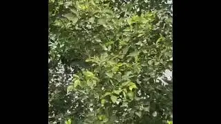 Huge Snake on Tree 🐍🌲🌴#snake #cobra #shorts