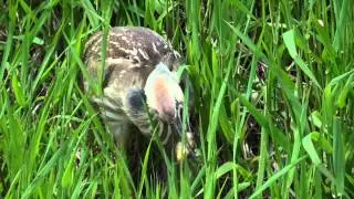 American Bittern (Botaurus lentiginosus) - Catching Tadpole. Ridgefield Wildlife Refuge, WA.