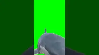 shark green screen video