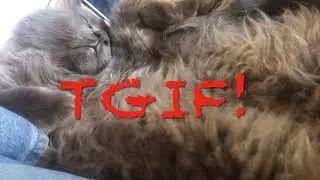Purring ASMR  #cats #cutecats #catlovers #lolcats #sweet #funnycats #mainecoon #geddy #thor #ASMR