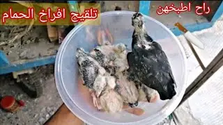 تلقيح افراخ الحمام من الامراض 😱
