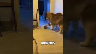 Big Dog Meets Tiny Boss!🐶❤️