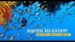 Beautiful Red Sea 2019 - Nordtour auf der Omneia Spirit im Dezember 2019