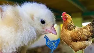 Poultry Immune Boosters | Adenovirus Infection | Viral Infections Prevention in Chickens
