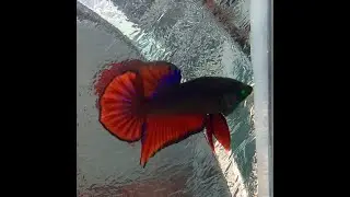 GREEN EYE BETTA #fish