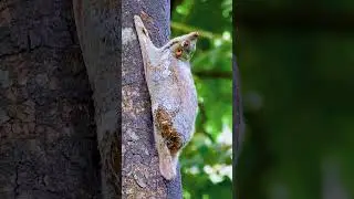 3 Mind-Blowing Animal Facts You Won&rsquo;t Believe! | Pangolin, Colugo & Frilled Lizard