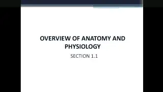1.1. Overview of Anatomy and Psyiology