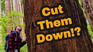 Taranaki - Lucy&rsquo;s Gully Redwoods Bad for NZ Natives?