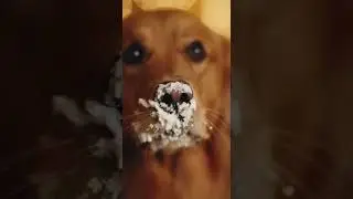 Dog RUINS Wedding Cake in Hilarious Fail! 🎂 SHOCKING Moment!