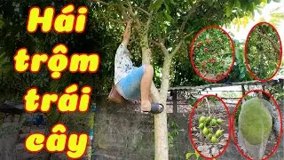GĐ Cốm h&aacute;i v&agrave; ăn tr&aacute;i c&acirc;y tại vườn #comtv #travel #dongnai