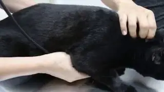 A 9-year-old male neutered cat has rapid breathing.