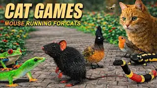 Cat TV Mouse Chase &ndash; Real Mouse & Lizards for Cats to Watch | 8 Hours