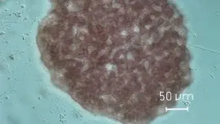 Lamprocystis sp.: Dissociation of bacterial clusters with hydrogen sulfide