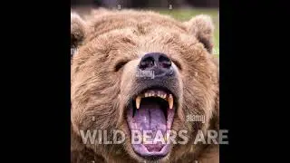 Bear facts that you should know#bear #animalfacts #animals 