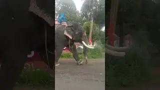 Thiruvanvandoor temple festival elephant #cute