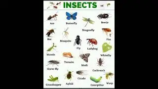 Insects Name In English #mk #shorts #education @learnwithmk5825