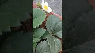 #strawberryfarming #strawberry #gardening #plants ##gardeningtips #shorts #greengarden