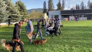 Calm & Controlled Leash Walks &mdash; Pass Other Dogs & People Without Pulling or Reacting 🐾