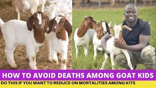 How To Avoid Death Among Goat Kids In Goat Farming