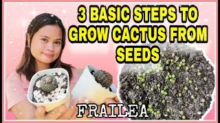 HOW TO GROW CACTI  FROM SEEDS (Frailea)  || 3 BASIC STEPS || VLOG #16